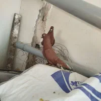 سلام خدمت دوستان  دم سفید