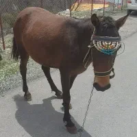 مادیان ۴ساله عشایری همراه باکره مادیان یک ساله