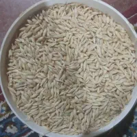 جو بذری