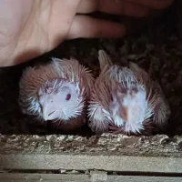 عروس هلندی . کوتوله و مرغ عشق