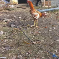 سلام دوستان دوتا جوجه خروس نسل ژرمن آلمانی|حیوانات مزرعه|گالیکش, |دیوار