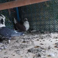 کفتربلژیکی|پرنده|تهران, جوانمردان (اندیشه)|دیوار