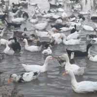 اوردک پرورشی .تعداد بالا فروشی