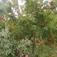 ۲۳۰۰ متر باغ جوان جاده یل آباد منطقه چلخچگان|فروش دفتر صنعتی، کشاورزی، تجاری|ساوه, |دیوار