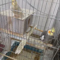 مرغ عشق و عروس هلندی بفروش میرسد|پرنده|املش, |دیوار