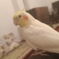 عروس هلندی ماده بالغ|پرنده|مهاباد (آذربایجان غربی), |دیوار