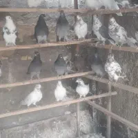 بارجدیدرسید|پرنده|کوهدشت, |دیوار