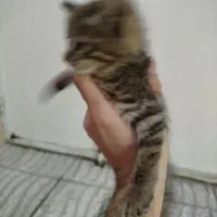 گربه واگذاری|گربه|مشگین شهر, |دیوار