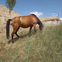 اسب مادیان ۶ به ۷ سال|اسب و تجهیزات اسب‌سواری|ارومیه, |دیوار