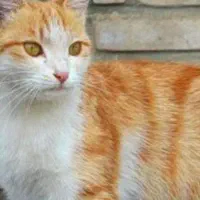 گربه دو ماهه اموزش دیده واکسن خورده