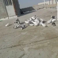 50عدد یکجا بفروش میرسد