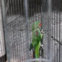 ۱عدد شاه طوطی و۱ عدد ملنگو نر جوان|پرنده|بندر ماهشهر, |دیوار