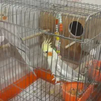 یه جفت عروس هلندی بالغ همراه قفس و لانه|پرنده|تهران, شهرک زینبیه|دیوار