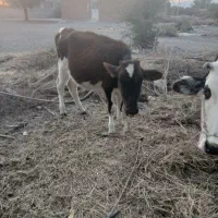 گوساله ماده فروشی|حیوانات مزرعه|جیرفت, |دیوار