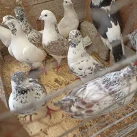 کبوتر های ساعت سنگین و جوجه های ساعت سنگین و طوقی