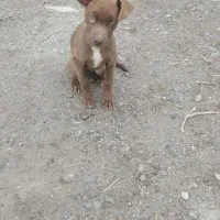 توله پیتبول گم شده