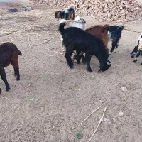 گوسفند نر فروشی|حیوانات مزرعه|ایرانشهر, |دیوار