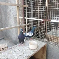 زاغ و سینه مشکی|پرنده|مبارکه, |دیوار