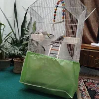 عروس هلندی|پرنده|کرمانشاه, |دیوار