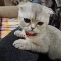 اسکاتیش فولد ماده شناسنامه دار