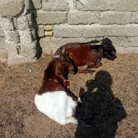 دوعدد کهره چپش