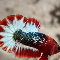 ماهی فایتر بلک مامبا.هل بوی.اف سی سی .هافمن|ماهی|زاهدان, |دیوار