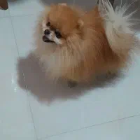 پامرین جفت یابی