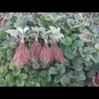 نشا توت فرنگی