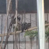 سهره|پرنده|اصفهان, بوستان ناژوان|دیوار