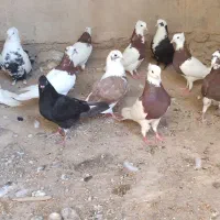 فروش ۱۹عددکبوتر خال قرمز