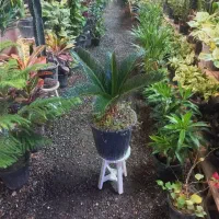 گلهای برگ درشت|گل و گیاه طبیعی|مشهد, حضرت حجت|دیوار