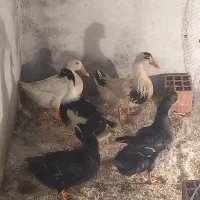 فروش اردک زنده