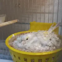 یک جفت قناری اپال