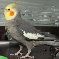 عروس هلندی نر ، آماده جفت گیری