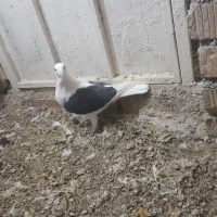 کبوتر پشتی دوکت المانی