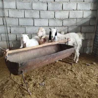 بز بز غاله میش