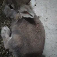 خرگوش|موش و خرگوش|عجب شیر, |دیوار