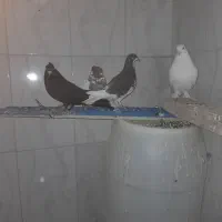 باسلام 6عددکبوترخوب زیرقیمت|پرنده|شیراز, گویم|دیوار