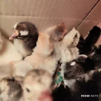 فروش جوجه گلین لری|حیوانات مزرعه|مشهد, امیر المومنین|دیوار