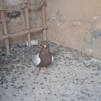 کفتر