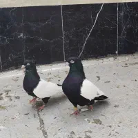 کبوتر یا کفتر