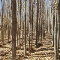 فروش چوب صنوبر|خدمات باغبانی و درختکاری|باوله, |دیوار