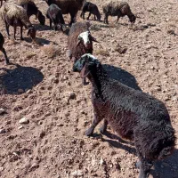 بره نر افشار ی|حیوانات مزرعه|داران, |دیوار