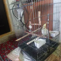 عروس هلندی جوان