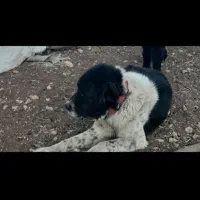 سگ گمشده مژدگانی|حیوانات|اندیکا, |دیوار