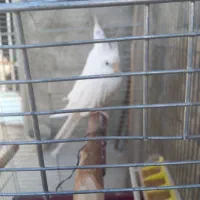 عروس هلند مولد|پرنده|اصفهان, آهنگران|دیوار