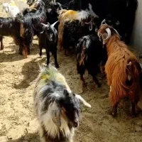 گوسفنده زنده|حیوانات مزرعه|سلفچگان, |دیوار