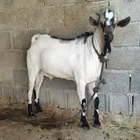 پازن سومالی