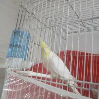 عروس هلندی نر مست