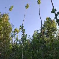 فروش باغ۱۸۰۰متر